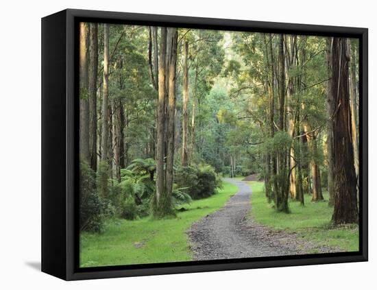 Mountain Ash Forest, Dandenong Ranges National Park, Dandenong Ranges, Victoria, Australia, Pacific-Jochen Schlenker-Framed Stretched Canvas