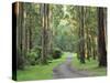 Mountain Ash Forest, Dandenong Ranges National Park, Dandenong Ranges, Victoria, Australia, Pacific-Jochen Schlenker-Stretched Canvas