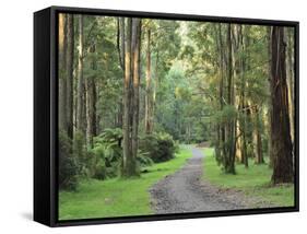 Mountain Ash Forest, Dandenong Ranges National Park, Dandenong Ranges, Victoria, Australia, Pacific-Jochen Schlenker-Framed Stretched Canvas