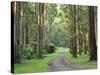 Mountain Ash Forest, Dandenong Ranges National Park, Dandenong Ranges, Victoria, Australia, Pacific-Jochen Schlenker-Stretched Canvas