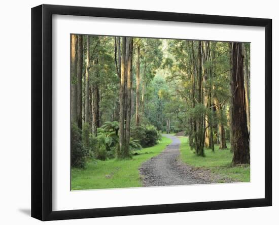 Mountain Ash Forest, Dandenong Ranges National Park, Dandenong Ranges, Victoria, Australia, Pacific-Jochen Schlenker-Framed Premium Photographic Print