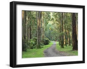 Mountain Ash Forest, Dandenong Ranges National Park, Dandenong Ranges, Victoria, Australia, Pacific-Jochen Schlenker-Framed Premium Photographic Print