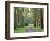 Mountain Ash Forest, Dandenong Ranges National Park, Dandenong Ranges, Victoria, Australia, Pacific-Jochen Schlenker-Framed Photographic Print