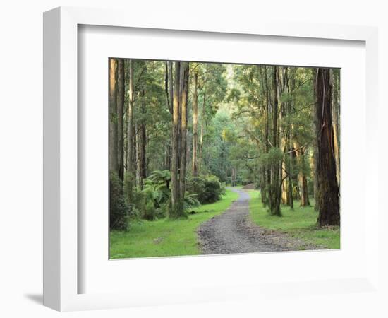 Mountain Ash Forest, Dandenong Ranges National Park, Dandenong Ranges, Victoria, Australia, Pacific-Jochen Schlenker-Framed Photographic Print