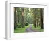 Mountain Ash Forest, Dandenong Ranges National Park, Dandenong Ranges, Victoria, Australia, Pacific-Jochen Schlenker-Framed Photographic Print