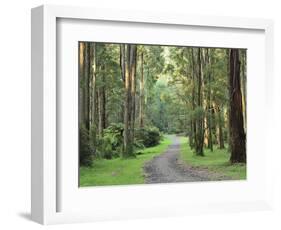 Mountain Ash Forest, Dandenong Ranges National Park, Dandenong Ranges, Victoria, Australia, Pacific-Jochen Schlenker-Framed Photographic Print