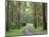 Mountain Ash Forest, Dandenong Ranges National Park, Dandenong Ranges, Victoria, Australia, Pacific-Jochen Schlenker-Mounted Photographic Print