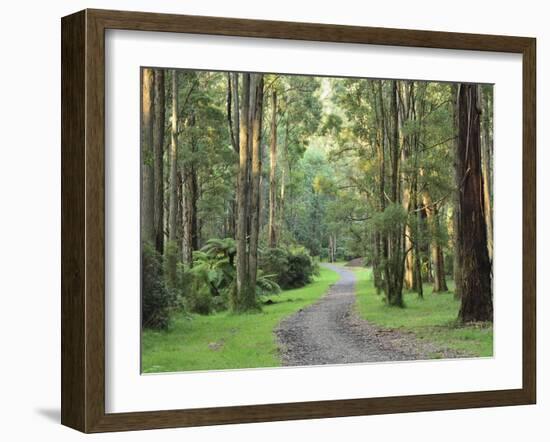 Mountain Ash Forest, Dandenong Ranges National Park, Dandenong Ranges, Victoria, Australia, Pacific-Jochen Schlenker-Framed Photographic Print