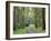 Mountain Ash Forest, Dandenong Ranges National Park, Dandenong Ranges, Victoria, Australia, Pacific-Jochen Schlenker-Framed Photographic Print