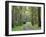 Mountain Ash Forest, Dandenong Ranges National Park, Dandenong Ranges, Victoria, Australia, Pacific-Jochen Schlenker-Framed Photographic Print