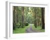 Mountain Ash Forest, Dandenong Ranges National Park, Dandenong Ranges, Victoria, Australia, Pacific-Jochen Schlenker-Framed Photographic Print