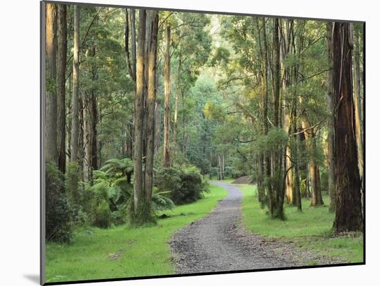 Mountain Ash Forest, Dandenong Ranges National Park, Dandenong Ranges, Victoria, Australia, Pacific-Jochen Schlenker-Mounted Photographic Print