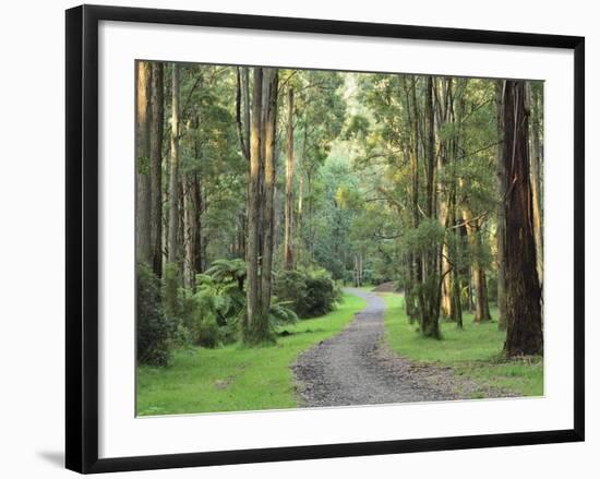 Mountain Ash Forest, Dandenong Ranges National Park, Dandenong Ranges, Victoria, Australia, Pacific-Jochen Schlenker-Framed Photographic Print