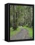 Mountain Ash Forest, Dandenong Ranges National Park, Dandenong Ranges, Victoria, Australia, Pacific-Jochen Schlenker-Framed Stretched Canvas