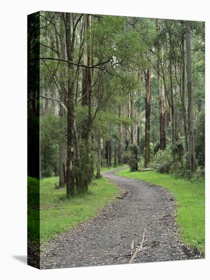 Mountain Ash Forest, Dandenong Ranges National Park, Dandenong Ranges, Victoria, Australia, Pacific-Jochen Schlenker-Stretched Canvas