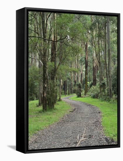 Mountain Ash Forest, Dandenong Ranges National Park, Dandenong Ranges, Victoria, Australia, Pacific-Jochen Schlenker-Framed Stretched Canvas