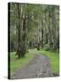 Mountain Ash Forest, Dandenong Ranges National Park, Dandenong Ranges, Victoria, Australia, Pacific-Jochen Schlenker-Stretched Canvas