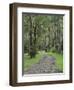 Mountain Ash Forest, Dandenong Ranges National Park, Dandenong Ranges, Victoria, Australia, Pacific-Jochen Schlenker-Framed Premium Photographic Print