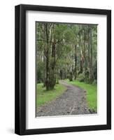 Mountain Ash Forest, Dandenong Ranges National Park, Dandenong Ranges, Victoria, Australia, Pacific-Jochen Schlenker-Framed Premium Photographic Print