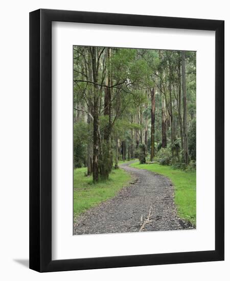 Mountain Ash Forest, Dandenong Ranges National Park, Dandenong Ranges, Victoria, Australia, Pacific-Jochen Schlenker-Framed Premium Photographic Print