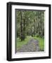 Mountain Ash Forest, Dandenong Ranges National Park, Dandenong Ranges, Victoria, Australia, Pacific-Jochen Schlenker-Framed Premium Photographic Print