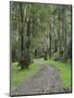 Mountain Ash Forest, Dandenong Ranges National Park, Dandenong Ranges, Victoria, Australia, Pacific-Jochen Schlenker-Mounted Premium Photographic Print