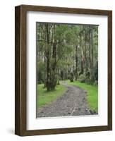 Mountain Ash Forest, Dandenong Ranges National Park, Dandenong Ranges, Victoria, Australia, Pacific-Jochen Schlenker-Framed Photographic Print