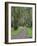 Mountain Ash Forest, Dandenong Ranges National Park, Dandenong Ranges, Victoria, Australia, Pacific-Jochen Schlenker-Framed Photographic Print