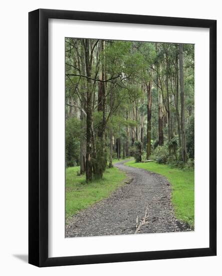 Mountain Ash Forest, Dandenong Ranges National Park, Dandenong Ranges, Victoria, Australia, Pacific-Jochen Schlenker-Framed Photographic Print