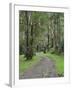 Mountain Ash Forest, Dandenong Ranges National Park, Dandenong Ranges, Victoria, Australia, Pacific-Jochen Schlenker-Framed Photographic Print