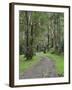 Mountain Ash Forest, Dandenong Ranges National Park, Dandenong Ranges, Victoria, Australia, Pacific-Jochen Schlenker-Framed Photographic Print