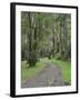 Mountain Ash Forest, Dandenong Ranges National Park, Dandenong Ranges, Victoria, Australia, Pacific-Jochen Schlenker-Framed Photographic Print