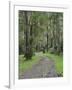 Mountain Ash Forest, Dandenong Ranges National Park, Dandenong Ranges, Victoria, Australia, Pacific-Jochen Schlenker-Framed Photographic Print