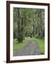 Mountain Ash Forest, Dandenong Ranges National Park, Dandenong Ranges, Victoria, Australia, Pacific-Jochen Schlenker-Framed Photographic Print