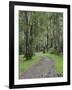 Mountain Ash Forest, Dandenong Ranges National Park, Dandenong Ranges, Victoria, Australia, Pacific-Jochen Schlenker-Framed Photographic Print