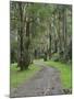 Mountain Ash Forest, Dandenong Ranges National Park, Dandenong Ranges, Victoria, Australia, Pacific-Jochen Schlenker-Mounted Photographic Print