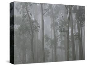 Mountain Ash Forest in Fog, Dandenong Ranges National Park, Dandenong Ranges, Victoria, Australia-Jochen Schlenker-Stretched Canvas