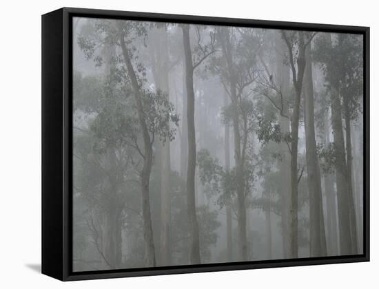 Mountain Ash Forest in Fog, Dandenong Ranges National Park, Dandenong Ranges, Victoria, Australia-Jochen Schlenker-Framed Stretched Canvas