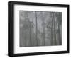 Mountain Ash Forest in Fog, Dandenong Ranges National Park, Dandenong Ranges, Victoria, Australia-Jochen Schlenker-Framed Photographic Print