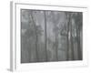 Mountain Ash Forest in Fog, Dandenong Ranges National Park, Dandenong Ranges, Victoria, Australia-Jochen Schlenker-Framed Photographic Print