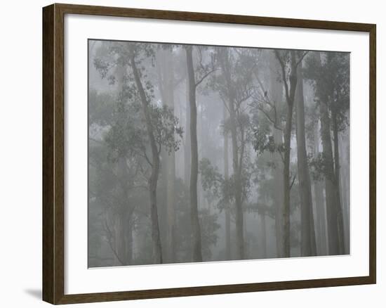 Mountain Ash Forest in Fog, Dandenong Ranges National Park, Dandenong Ranges, Victoria, Australia-Jochen Schlenker-Framed Photographic Print