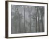 Mountain Ash Forest in Fog, Dandenong Ranges National Park, Dandenong Ranges, Victoria, Australia-Jochen Schlenker-Framed Photographic Print