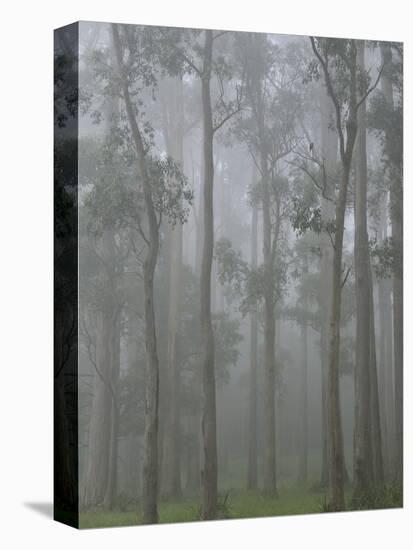 Mountain Ash Forest in Fog, Dandenong Ranges National Park, Dandenong Ranges, Victoria, Australia-Jochen Schlenker-Stretched Canvas