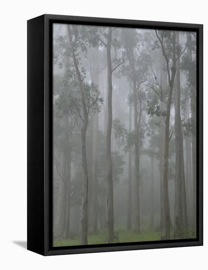 Mountain Ash Forest in Fog, Dandenong Ranges National Park, Dandenong Ranges, Victoria, Australia-Jochen Schlenker-Framed Stretched Canvas