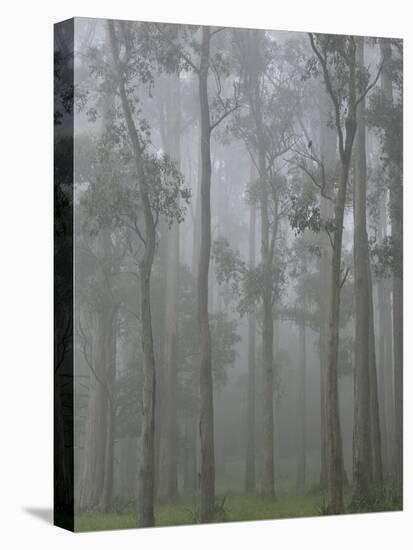 Mountain Ash Forest in Fog, Dandenong Ranges National Park, Dandenong Ranges, Victoria, Australia-Jochen Schlenker-Stretched Canvas