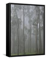 Mountain Ash Forest in Fog, Dandenong Ranges National Park, Dandenong Ranges, Victoria, Australia-Jochen Schlenker-Framed Stretched Canvas