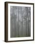 Mountain Ash Forest in Fog, Dandenong Ranges National Park, Dandenong Ranges, Victoria, Australia-Jochen Schlenker-Framed Photographic Print