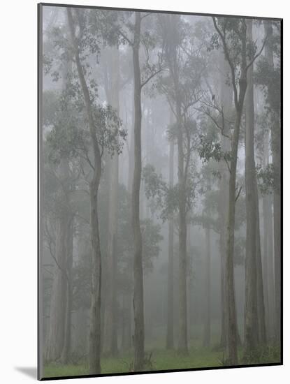 Mountain Ash Forest in Fog, Dandenong Ranges National Park, Dandenong Ranges, Victoria, Australia-Jochen Schlenker-Mounted Photographic Print