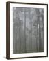 Mountain Ash Forest in Fog, Dandenong Ranges National Park, Dandenong Ranges, Victoria, Australia-Jochen Schlenker-Framed Photographic Print