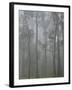 Mountain Ash Forest in Fog, Dandenong Ranges National Park, Dandenong Ranges, Victoria, Australia-Jochen Schlenker-Framed Photographic Print